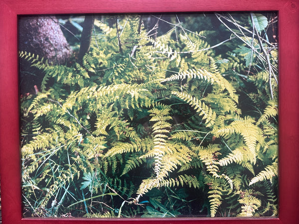 Jesse Wright: "Ferns in All their Glory"